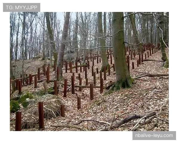 纽卡斯尔联防线坚不可摧,助力球队连创佳绩表现稳健 纽卡斯尔联防线坚不可摧,助力球队连创佳绩表现稳健